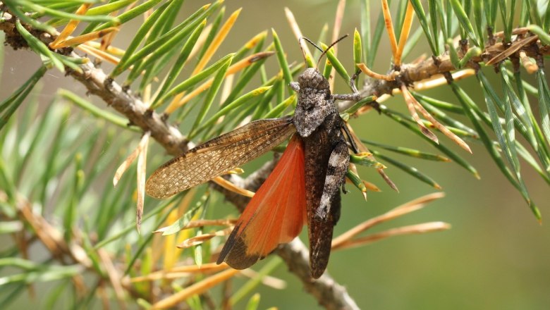 red-winged grasshopper, &copy; G&uuml;nther W&ouml;ss