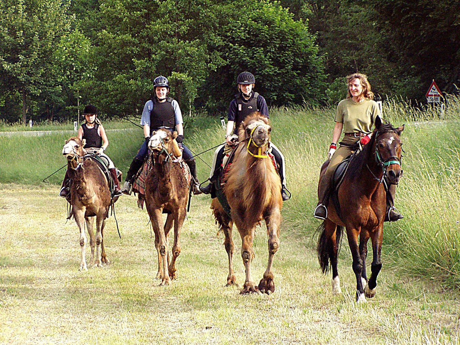 Gruppe von Reitern auf Kamelen und Pferden auf einer Wiese.