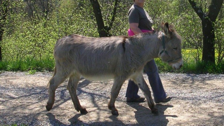 A woman walks along a forest path with a donkey.