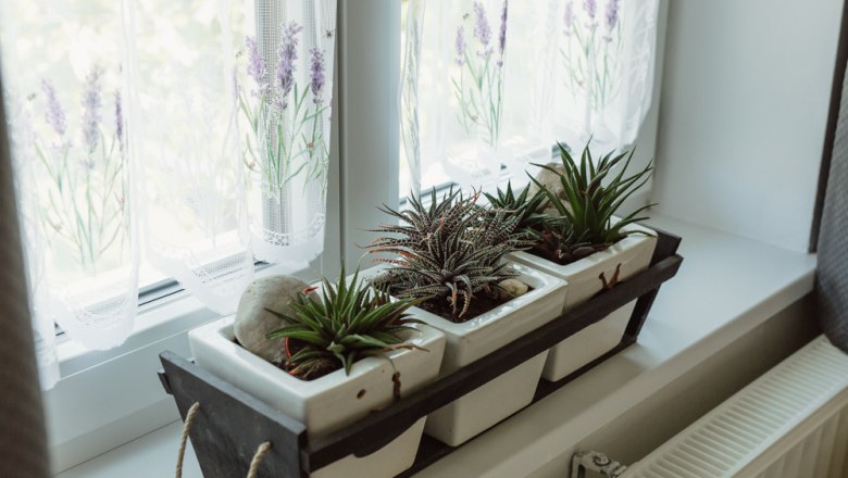 Three succulents in white pots on a windowsill with curtains.