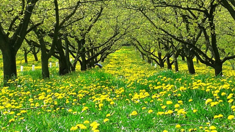 An orchard with blooming dandelions and green trees.