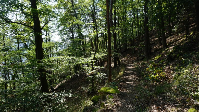 Natural forests in the Danube valley, &copy; Naturpark Jauerling-Wachau