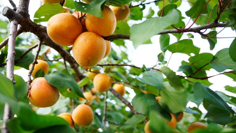 Ripe apricots on the tree, &copy; Steve Haider