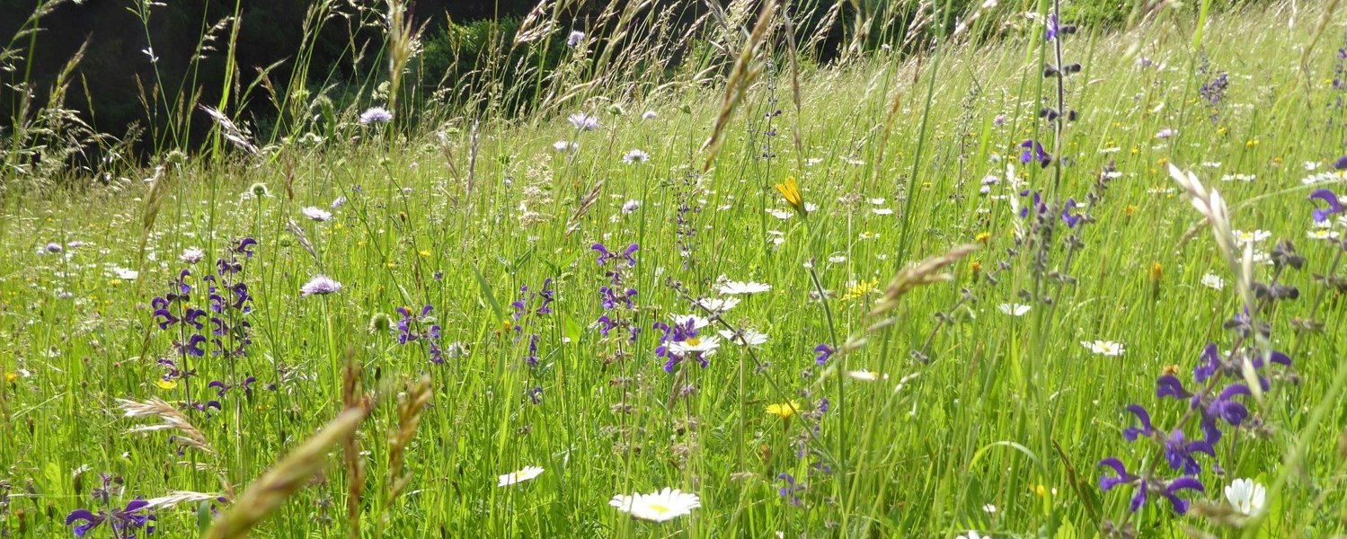 Species-rich rough meadow, © Naturpark Jauerling-Wachau