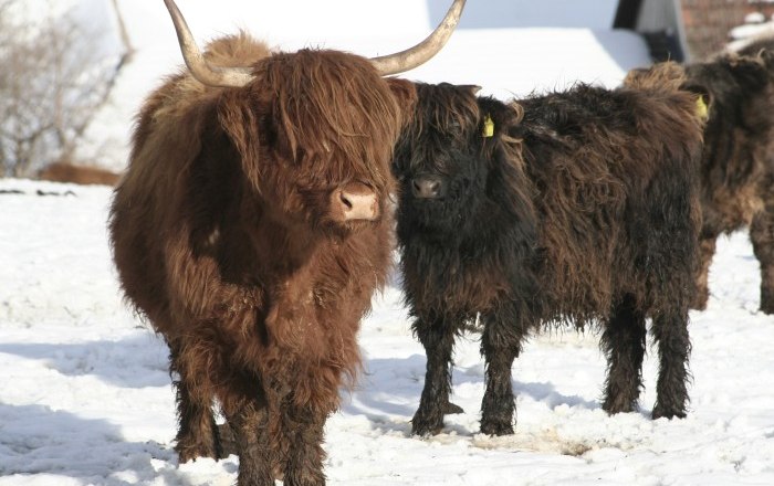 Highland cattle in winter, © Gerold Munk