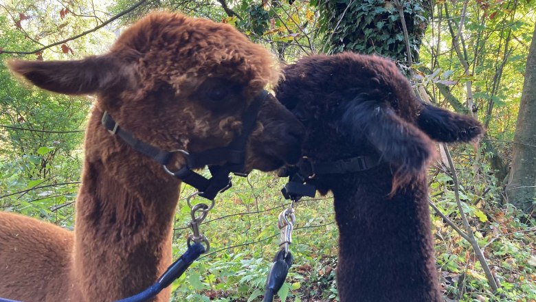 Two alpacas with halters approaching each other in the forest.