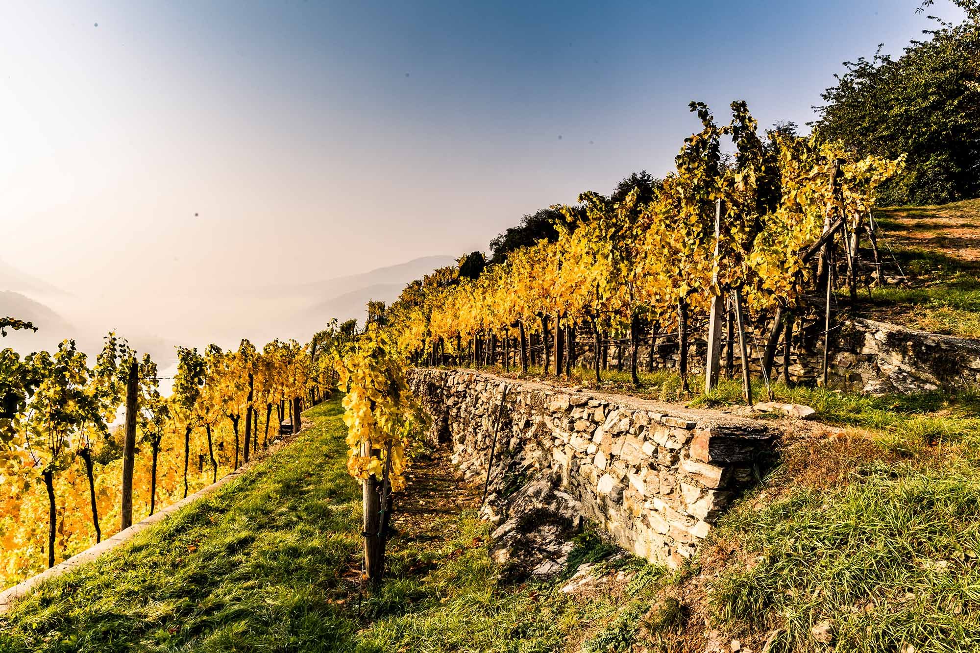 Weinberge im Herbst mit gelben Blättern und Steinmauern in Spitz.
