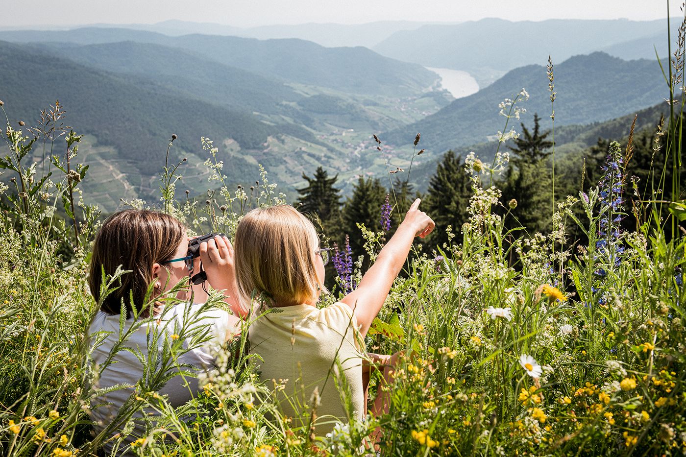 Im Sommer auf der Blumenwiese am Jauerling