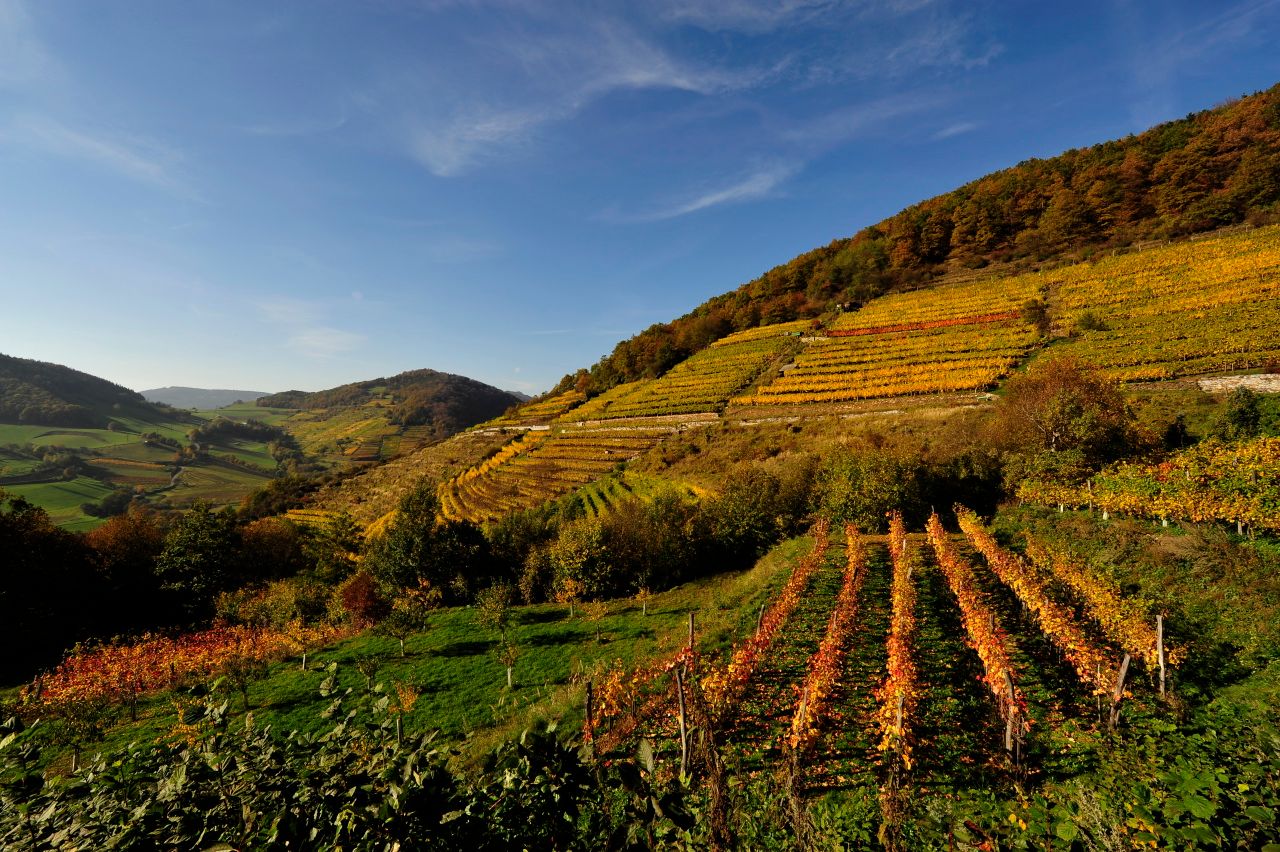 wein-wachau-herbst-nutzungsrecht-vorhanden-c-weingut-graben-gritsch-petr-blaha-28