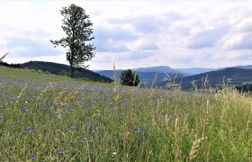 NPJ Aussicht mit Kornblumenfeld, © Claudia Nowak