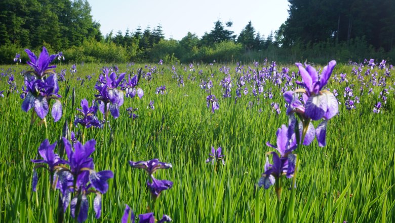 Blue blossom on the sibirian iris meadow, © Naturpark Jauerling-Wachau