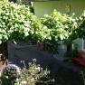 Inner courtyard with flowers and seating