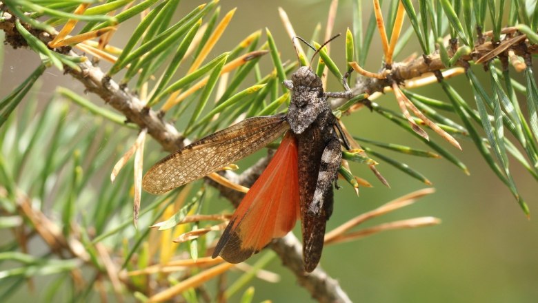 Rotflügelige Ödlandschrecke, © Günther Wöss