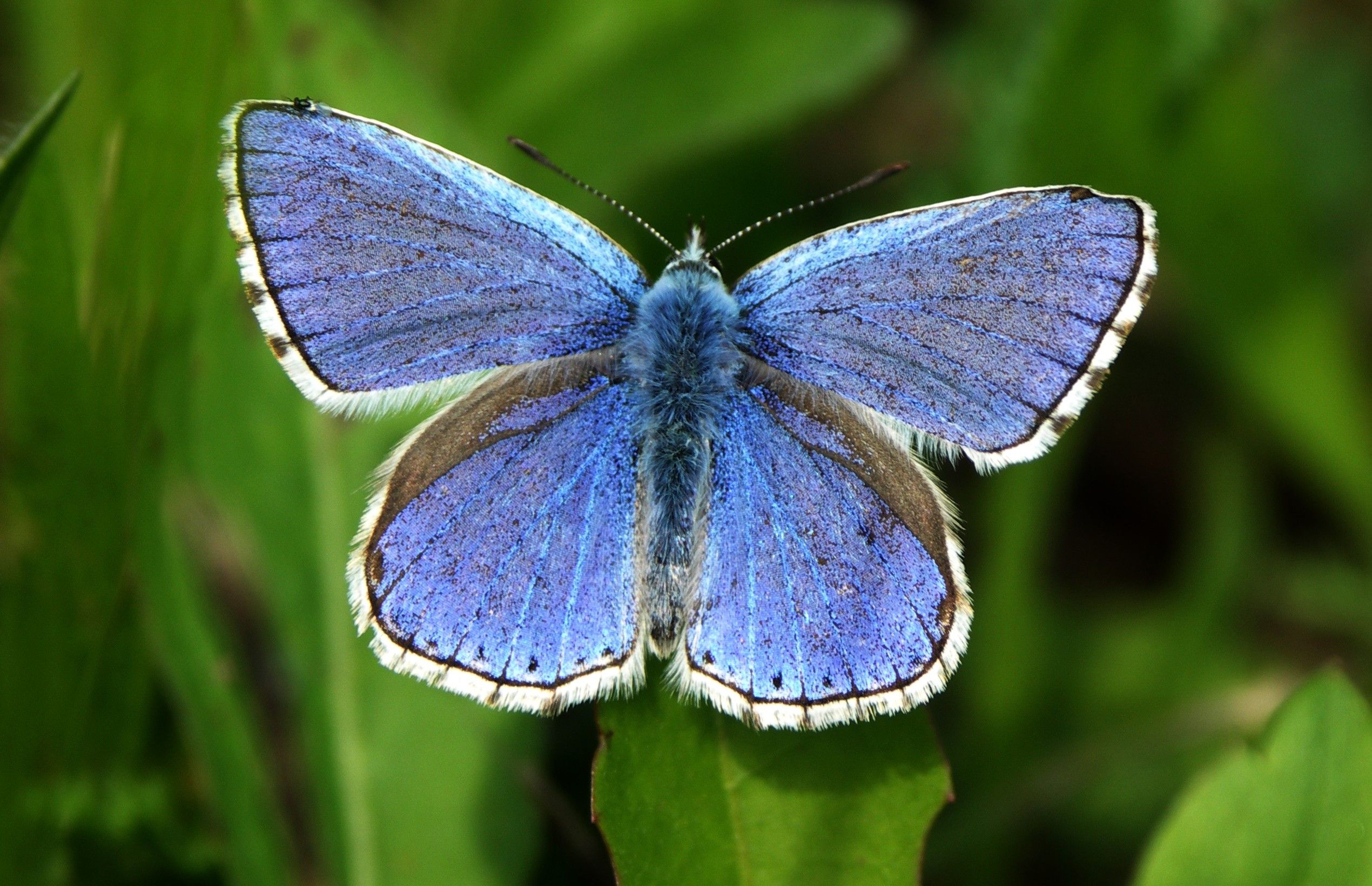 Ein blauer Schmetterling breitet auf einem Grashalm seine Flügel aus.