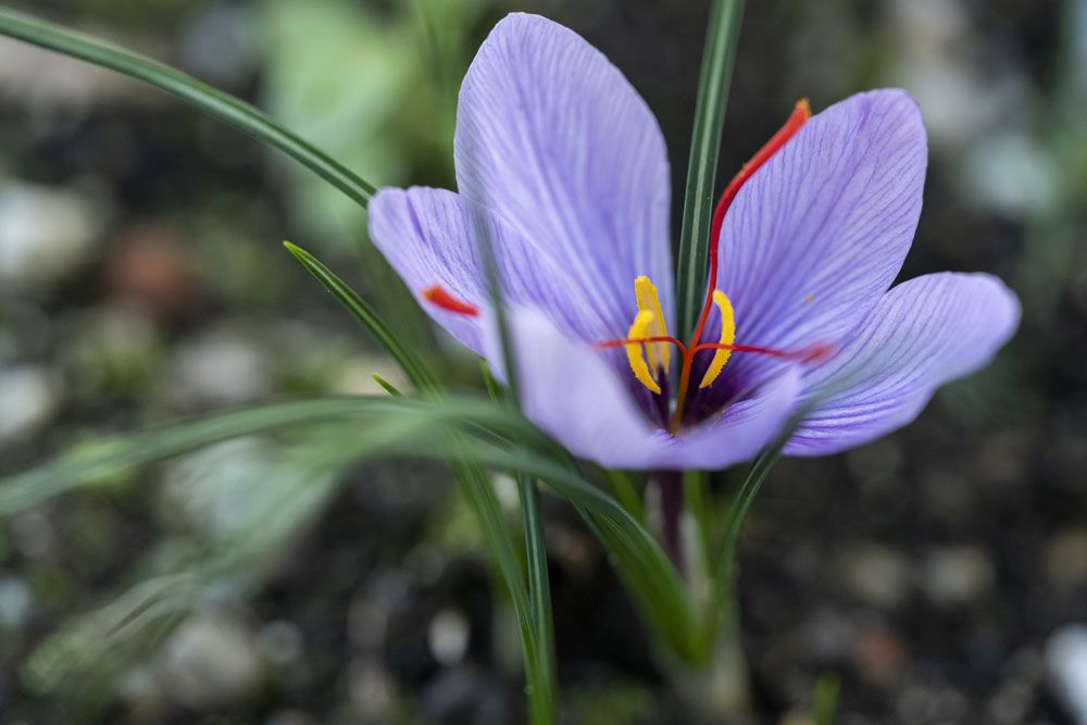 Nahaufnahme einer violetten Safranblüte mit roten Narben und gelben Staubblättern.