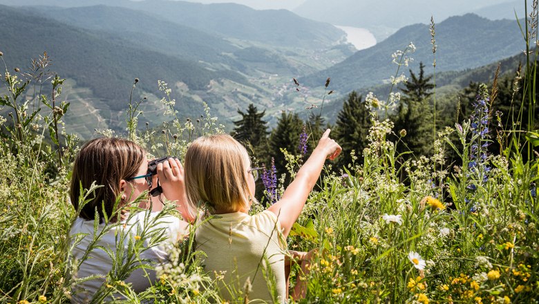 In summer on the flower meadow on the Jauerling, &copy; Martina Siebenhandl