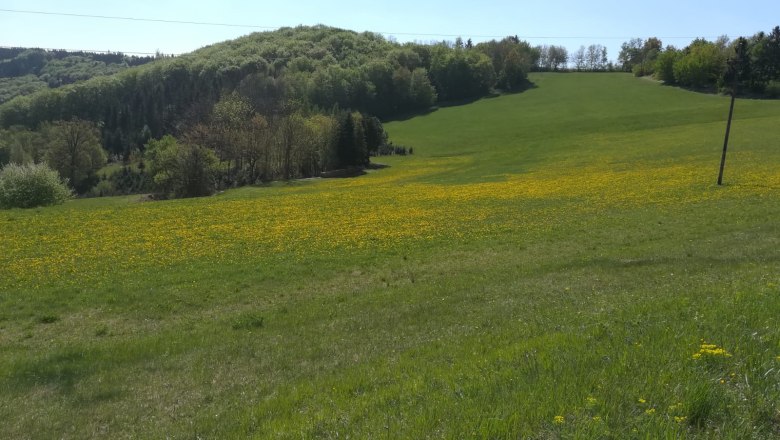 Green meadow with yellow flowers in front of a wooded hill under a blue sky.