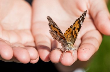 Naturwerkstatt Jauerling Schmetterling, © Martina Siebenhandl