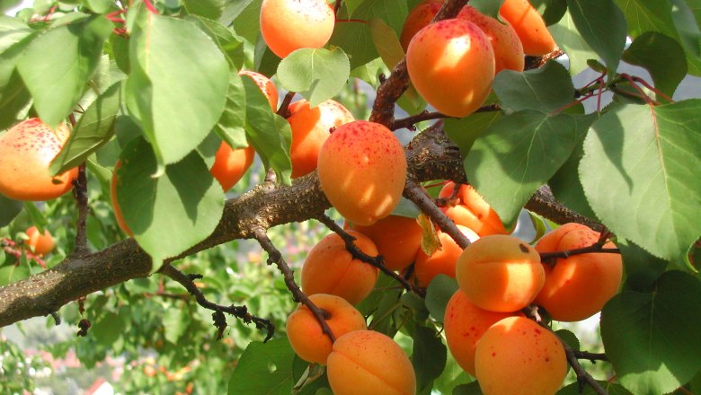 Ripe apricots on a tree with green leaves.