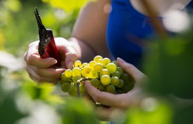 Winemakers at work, &copy; Lachlan Blair