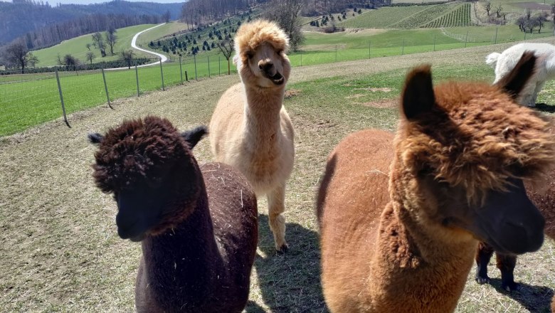 Tini's alpacas, &copy; Naturpark Jauerling Wachau