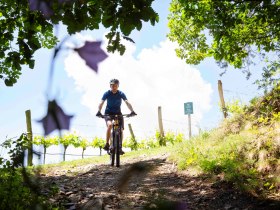 Mountainbiker bei der Abfahrt, &copy; Donau N&Ouml; Tourismus/Barbara Elser