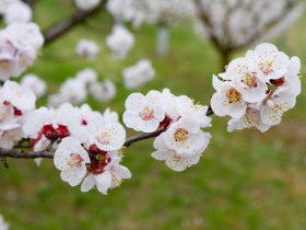 Apricot blossom in the Wachau, &copy; Donau N&Ouml; Tourismus/Barbara Elser