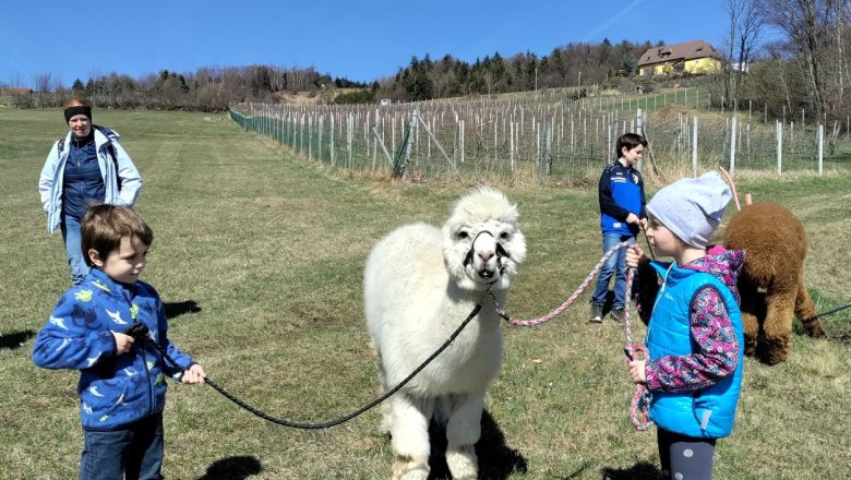 Have fun with the alpacas, &copy; Naturpark Jauerling Wachau