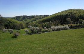 Blühende Landschaft, © Naturpark Jauerling-Wachau