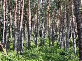 Jauerling-Runde 06: Raxendorf-Mühldorf, © Wachau Inside