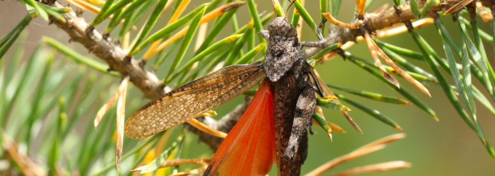 Versteckte Schönheit - Naturschätze finden auf Jauerlinger Wiesen, © Günther Wöss