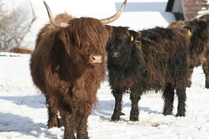 Hochlandrinder im Winter