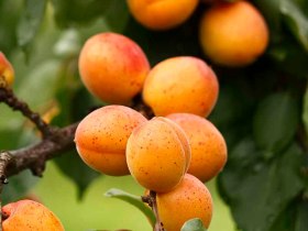 The largest apricot gardens in the Wachau are located in Aggsbach Markt, &copy; Lukas Traxler