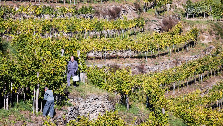 Winemakers at work, © Lachlan Blair