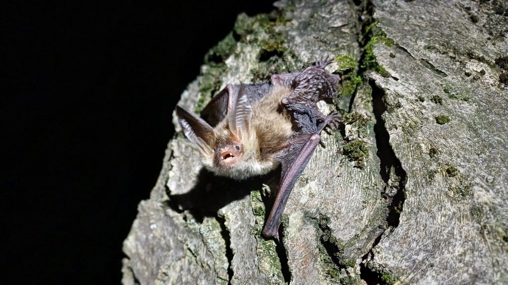 Fledermaus