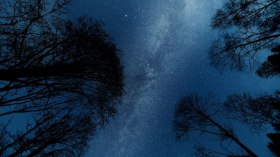 Sterne und Bäume, © Simone Jungwirth