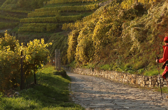 wandern im Naturpark in der Wachau, © Pixabay