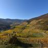 Vineyards in the Spitzer Graben in autumnal colors.