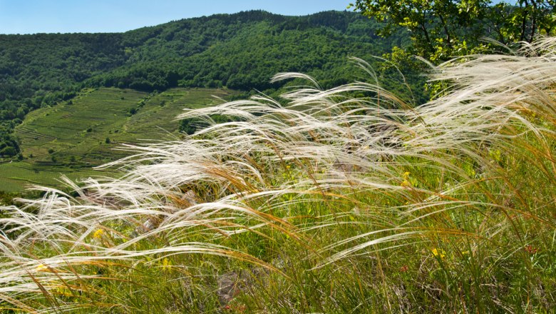 Federgras, eine typische Pflanze der Tockenrasen in der Wachau, © Markus Haslinger