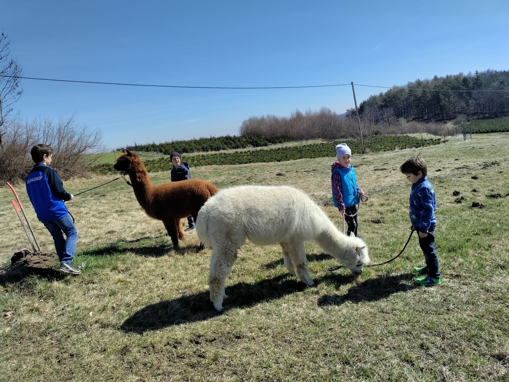 Kinder führen Alpakas auf einer Wiese spazieren.