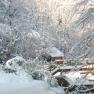 Snowy landscape with trees and a small house in the background.