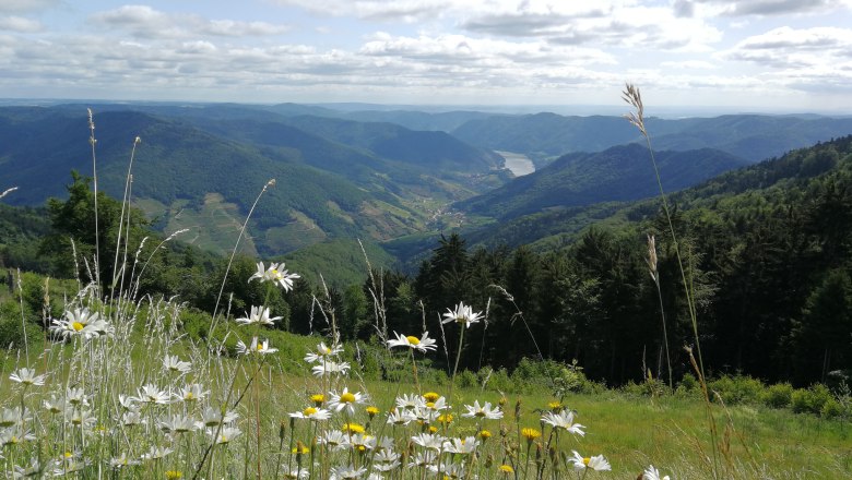 Aussicht von der Wachauterrasse, © Naturpark Jauerling-Wachau